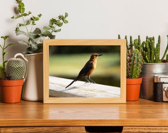 Boat-Tailed Grackle | Bird | Photo Print Download | Color