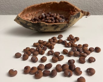 Baobab seeds (Adansonia Digitata): Grow Your own Natural Oasis with Our Premium Baobab Seeds. These Seeds Transform into Plants ;)