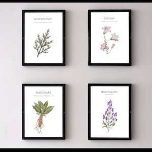Herbology Art Prints, Printable Kitchen Plant Herb Art