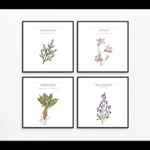 Herbology Art Prints, Printable Kitchen Plant Herb Art - Etsy