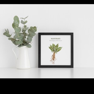 Herbology Art Prints, Printable Kitchen Plant Herb Art - Etsy