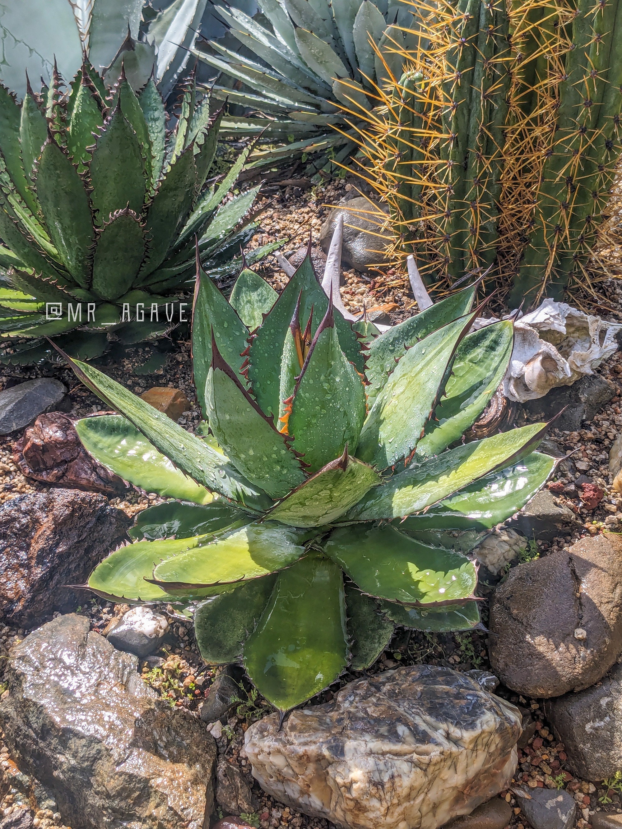 アガベ チタノタ PUP Agave titanota Sierra Mixteca extra