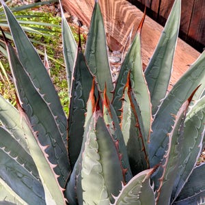 Agave Oteroi - Etsy