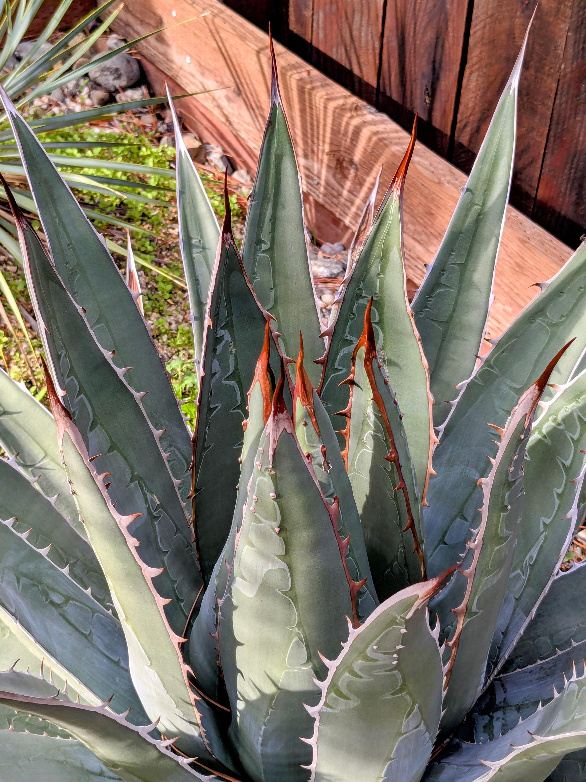 Agave Oteroi - Etsy