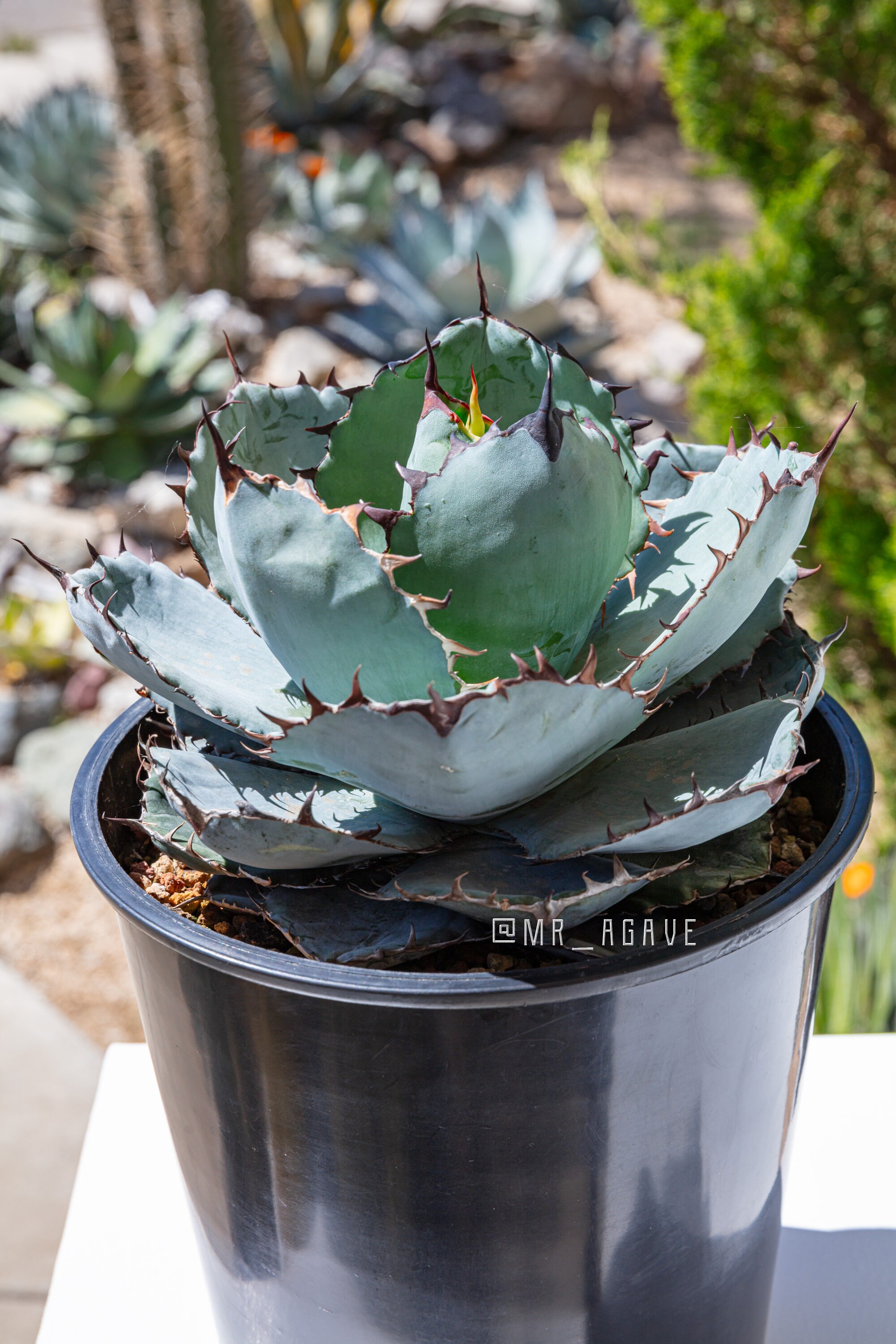 NS* agave titanota GODZILLA