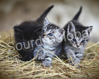 Kittens