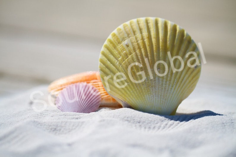 May include: Three seashells on a white sandy beach. The largest shell is yellow and white, the middle shell is orange, and the smallest shell is purple.