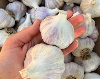 Organic Grown German Red Hardneck 5 Garlic Bulbs, Large to Medium Cloves, Culinary Use, or planting stock