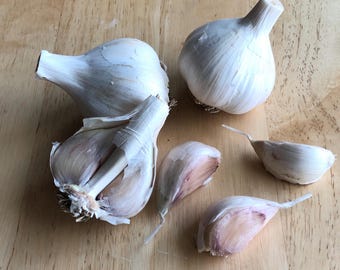 German Red Garlic, Pre-order Now, Hardneck, Cloves for seed or Culinary Uses, varying-size cloves