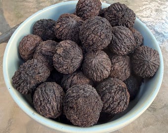 Black Walnut seeds organic, in shell or in hulls, harvested fall 2025