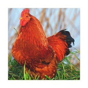 Beautiful Red Rooster Canvas Print,Rooster Canvas Wall Art,Farmhouse Decor,Rooster Canvas Print,Rooster Canvas Wall Hanging,Rooster Decor