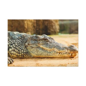 Crocodile Print,Crocodile Wall Print,Crocodile Decor,Crocodile Print Wall Art,Alligator Home Design Art,Crocodile Canvas,Crocodile Art