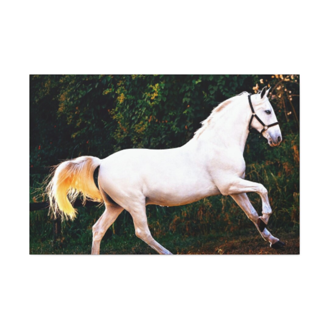 White Horse Canvas Prints,horse Canvas Print,horse Canvas Picture,horse