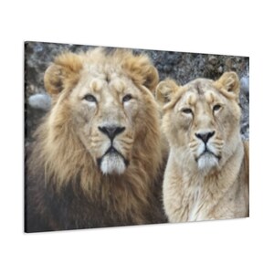 Lion and Lioness Canvas Print,Lions Face Canvas Print,Lions Canvas Print,Lions Canvas Art,Lions Print Wallhanging,African Lion Canvas Print