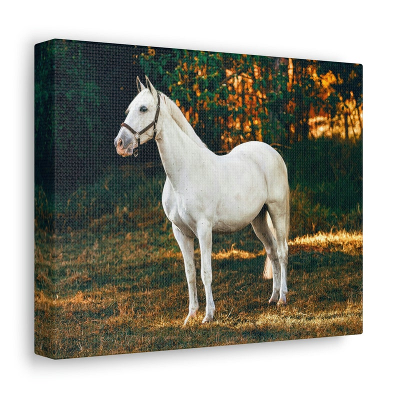 White Horse Canvas Printshorse Canvas Printhorse Canvas Etsy