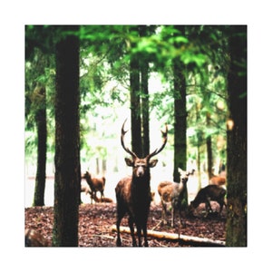Herd of Deer in the Forest,Deer in the Woods,Deer Canvas Print,Herd of Deer Canvas Print,Herd of Deer Canvas Picture,Herd of Deer Wall Art