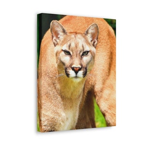 Cougar Canvas Print,Mountain Lion Canvas Print,Puma Canvas Print Wall Art,Wildlife Canvas Print,Cougar Animal Art,Cougar Canvas Wall Art