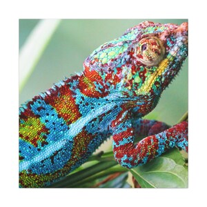 Colorful Iguana Canvas Wall Art,Reptile Canvas Print,Iguana Canvas Print,Reptile Decor Wall Art,Jungle Wall Art,Chameleon Reptile Canvas
