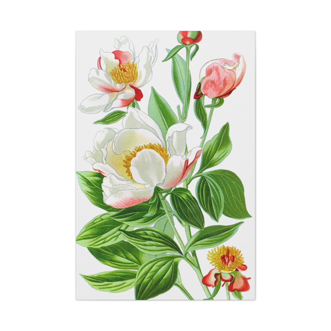 Pink White Peony Flower Canvas Print,flower Canvas Print,floral Canvas ...