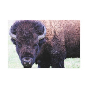 Bison Canvas Wall Art,Buffalo Canvas Print Artwork,Western Decor,Nature Yosemite Wall Art,Southwestern Canvas Print,Buffalo Canvas Print
