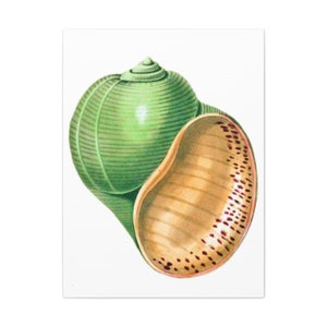Nautilus Shell Canvas Print Art for Home,Shell Print Home Decor Wall Art,Shell Canvas,Seashell Wall Art,Nautilus Sea Shell Art,Wall Decor