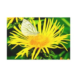 Yellow Flowers With Butterfly Canvas Print,Butterfly on Yellow Flowers Canvas Print,Yellow Flowers Canvas Print,Butterfly with Yellow Flower