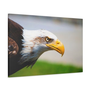 Wild Bald Eagle Canvas Wall Art Print,Bald Eagle Home Wall Decor,Bald Eagle Wall Art,Bald Eagle Canvas,Bald Eagle Print Art,Bald Eagle Decor