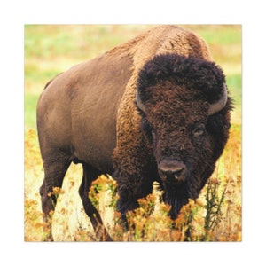 Bison Canvas Wall Art,Buffalo Canvas Print Artwork,Western Decor,Nature Yosemite Wall Art,Southwestern Canvas Print,Buffalo Canvas Print