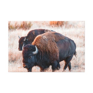 Bison Canvas Wall Art,Buffalo Canvas Print Artwork,Western Decor,Nature Yosemite Wall Art,Southwestern Canvas Print,Buffalo Canvas Print