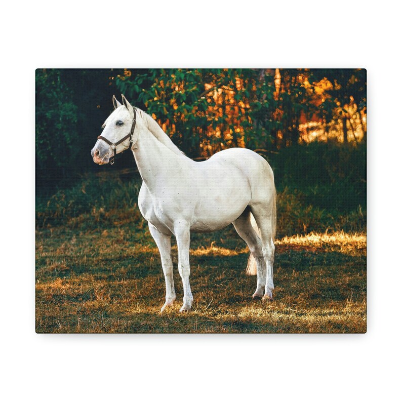 White Horse Canvas Printshorse Canvas Printhorse Canvas Etsy