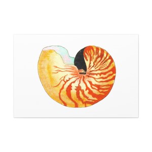 Nautilus Shell Canvas Print Art for Home,Shell Print Home Decor Wall Art,Shell Canvas,Seashell Wall Art,Nautilus Sea Shell Art,Wall Decor