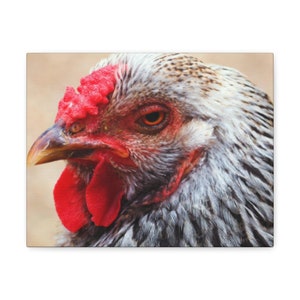 Beautiful Gray Chicken Head Canvas Print,Chicken Canvas Wall Art,Farmhouse Decor,Chicken Canvas Print,Chicken Canvas Wall Hanging,Chicken