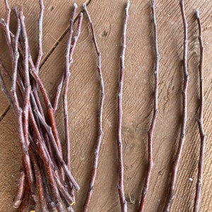 May include: A collection of thin, reddish-brown twigs with small buds and a rough texture. Some twigs are grouped together, while others are arranged separately on a wooden surface. The twigs vary in length and thickness.