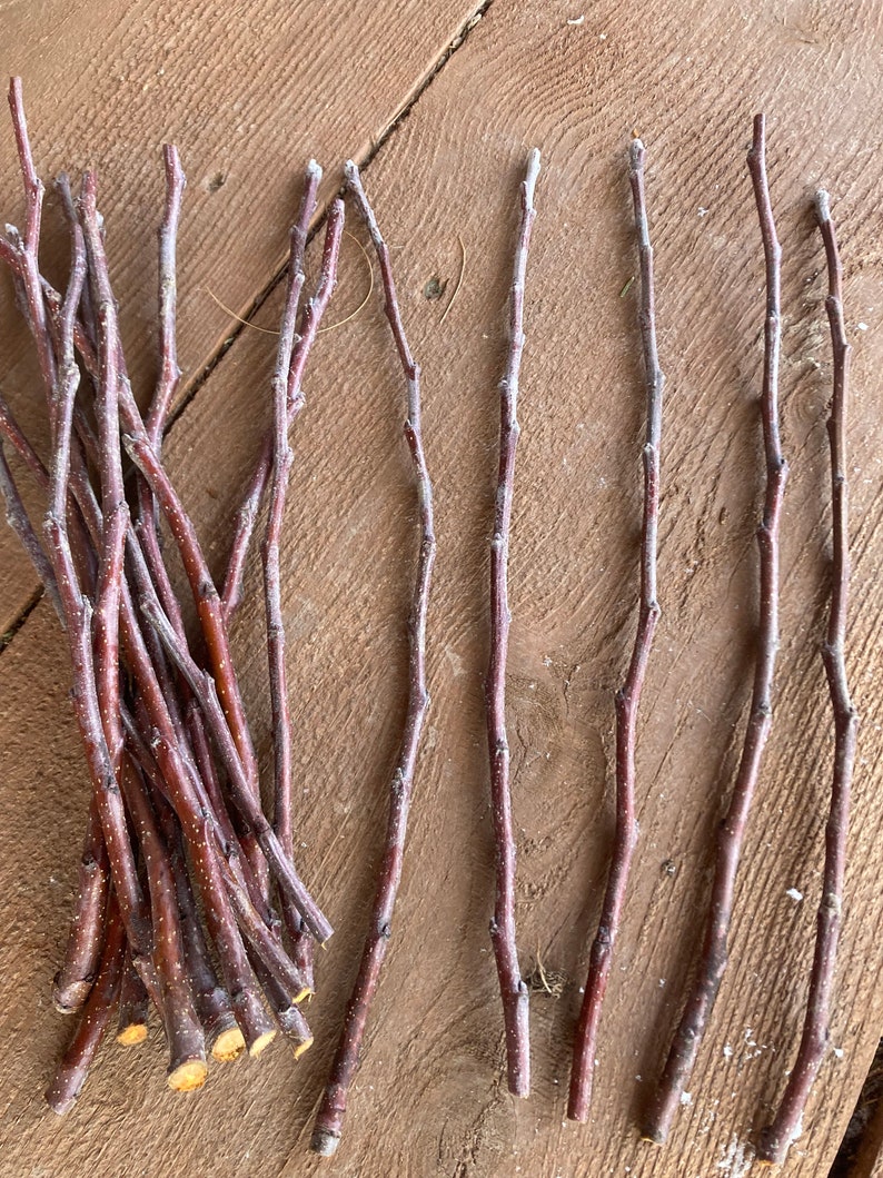 Certified Organic Apple Scion Wood Graft Honeycrisp, Heirloom Apples