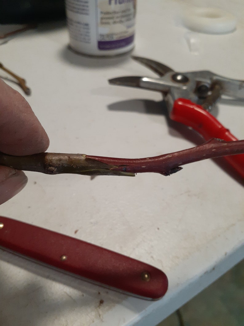 Certified Organic Apple Scion Wood Graft Honeycrisp, Heirloom Apples