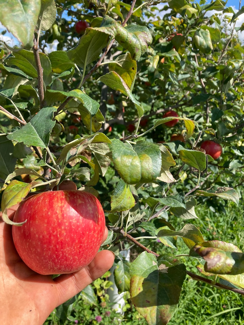 Certified Organic Apple Scion Wood Graft Honeycrisp, Heirloom Apples