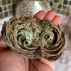 Rose of Jericho, Resurrection Plant
