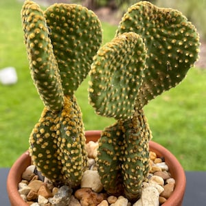 Opuntia microdasys monstrose, Bunny Ear Cactus, Cactus Garden, Plant Lover Gift, Cactus Plant, Home Decor