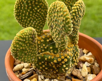 Bunny Ears Cactus – Opuntia Microdasys – 5 Pads, Outdoor Arid Plant, Draught Resistant, Made In Mexico
