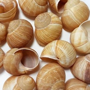 May include: A collection of empty, spiraled snail shells in various shades of tan, beige, and light brown. Each shell features a distinct coiled structure with visible growth lines and a smooth, rounded aperture, arranged in a cluster.