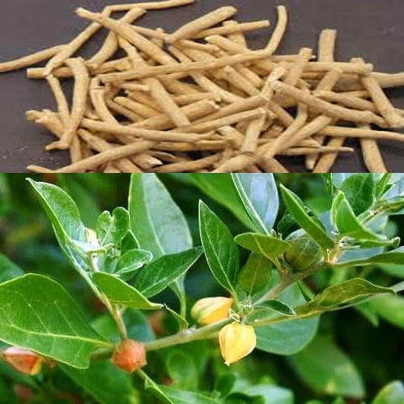 May include: Dried herbs in a pile, with a close-up of a green leafy plant with yellow flowers.