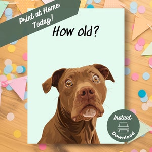 Tarjeta de cumpleaños divertida de Pitbull imprimible, descarga instantánea, tarjeta para imprimir en casa, saludo de broma de Pitbull marrón envejecido y sorprendido.