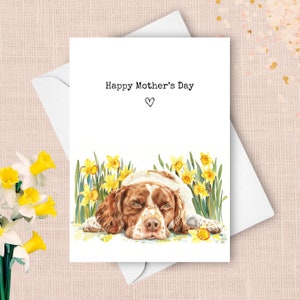 Tarjeta del Día de la Madre de Brittany, de mi mascota, Spaniel Brittany. Saludo para el Día de la Madre. Narcisos amarillos, regalo para mamá. Acuarela primaveral.