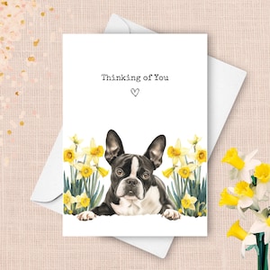 Carte pensant à vous du Terrier de Boston, chien de compagnie envoyant des voeux d'amour, cadeau de sympathie jonquilles jaunes, cadeau aquarelle de fleurs de printemps