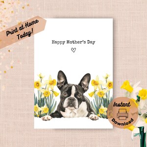 Tarjeta imprimible para el Día de la Madre con un Boston Terrier. Descarga instantánea. Imprime en casa. Regalo de narcisos amarillos para mamá. Flores de primavera en acuarela.
