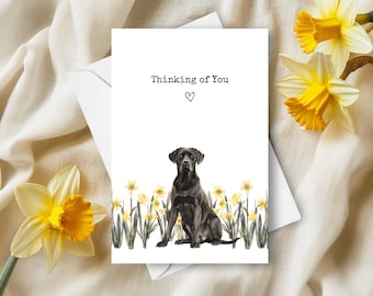 May include: A greeting card with the text "Thinking of You" and a heart symbol. The card features a watercolor illustration of a black Labrador Retriever sitting in a field of yellow daffodils. An envelope and flowers are in the background.