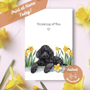 Carte imprimable en pensant à vous caniche, téléchargement immédiat, impression à la maison, cadeau jonquilles jaunes, cadeau aquarelle de fleurs de chien caniche noir