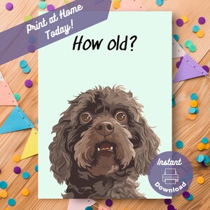 Labradoodle Geburtstagskarte zum ausdrucken, sofortiger Download, Print at Home Karte, wie alt überrascht necken Altern Schokolade Labrador Scherz Gruß