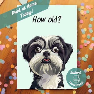 Tarjeta de cumpleaños divertida e imprimible para Shih Tzu, descarga instantánea, para imprimir en casa. Tarjeta de felicitación con bromas graciosas y sorpresas sobre el envejecimiento de Shih Tzu.