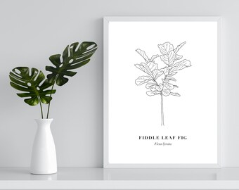 フィドル リーフ フィグ プリント | 科学イラスト | 植物イラスト | デジタル プリント
